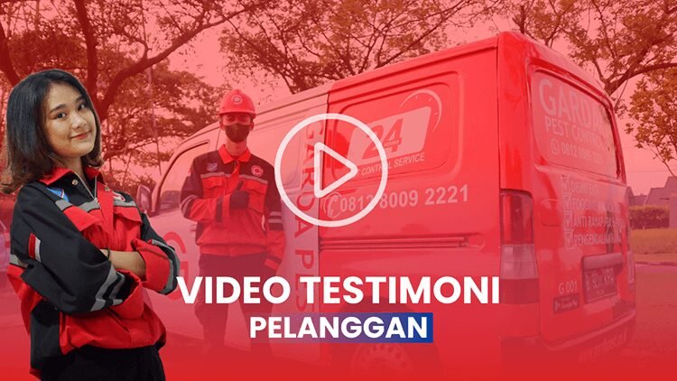 Jasa Pembasmi Tokek Terdekat