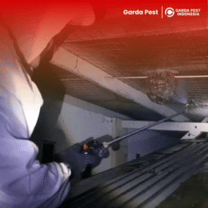 Treatment Tawon di Jogja