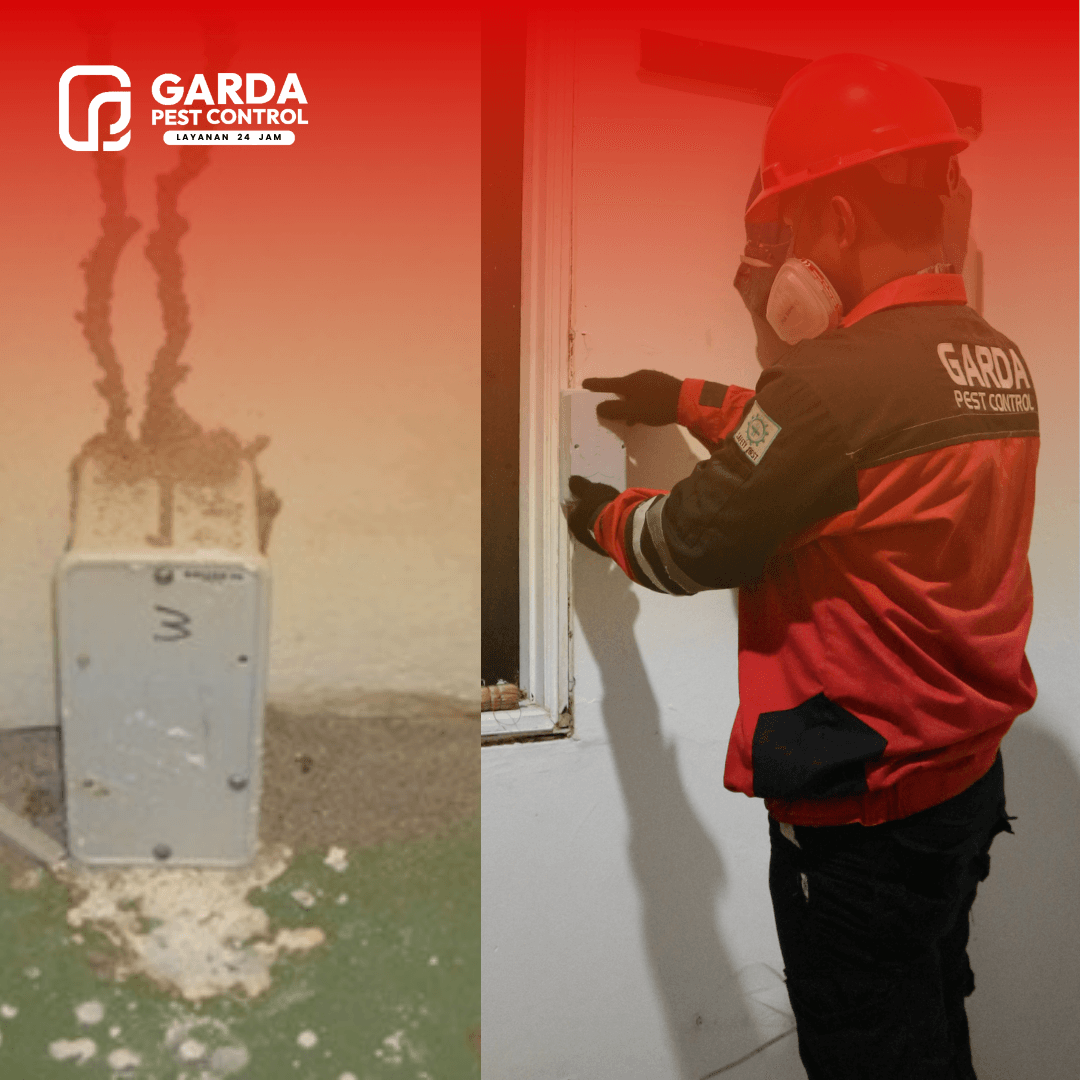 Layanan Anti Rayap Metode Baiting di Yogyakarta - Garda Pest Control Jogja