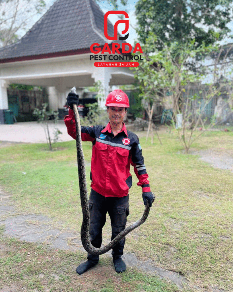 Jasa Pawang Ular Jogja