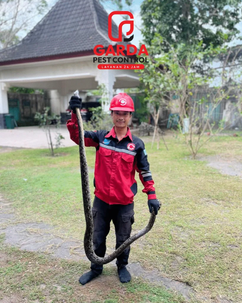 Jasa Pawang Ular Jogja