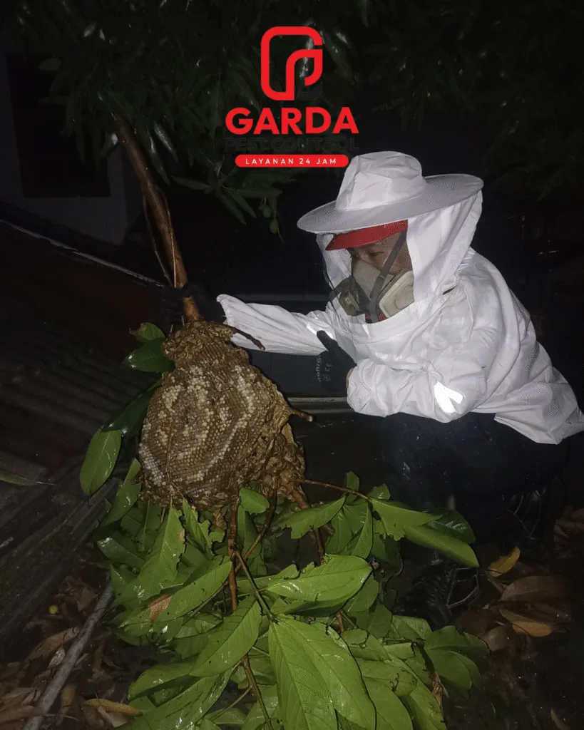 Jasa Pembasmi Tawon di Jogja