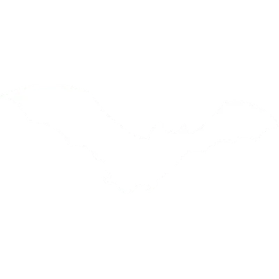 Jasa Pembasmi Kelelawar